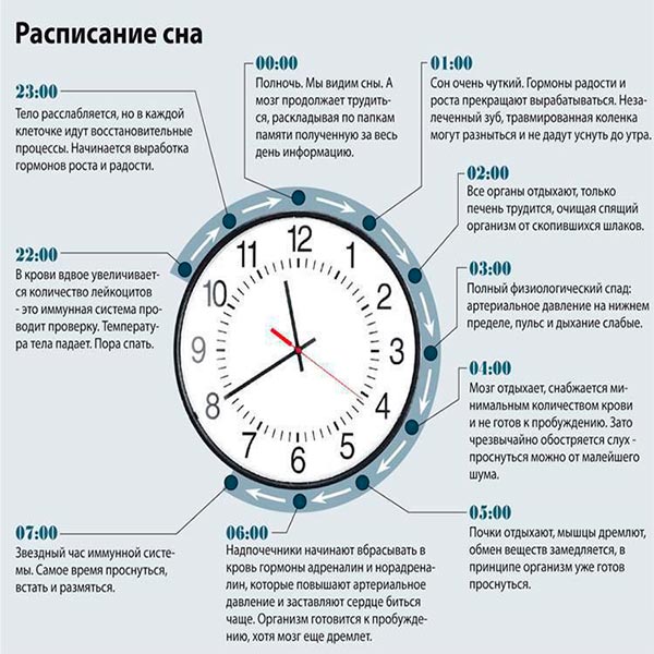 Биоритмы человека - расписание сна