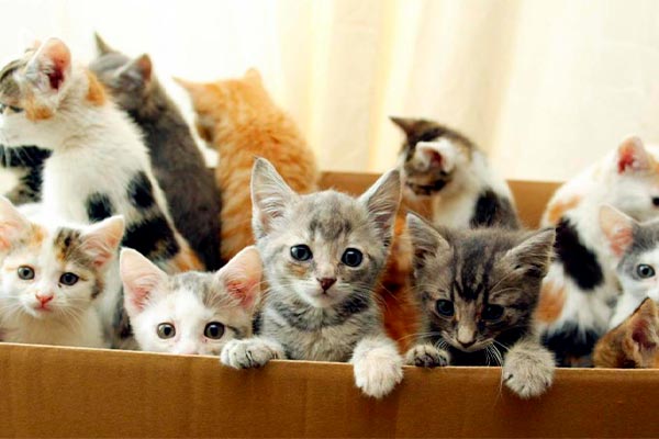 Кошки