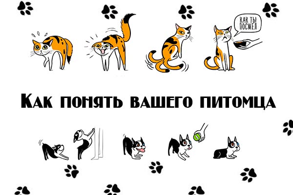 Как понять вашего питомца