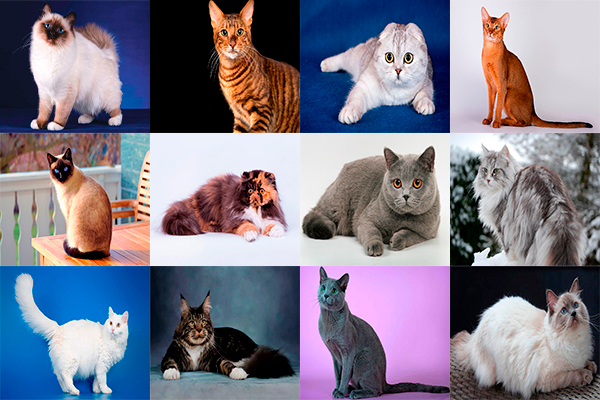 12 красивых кошек в мире