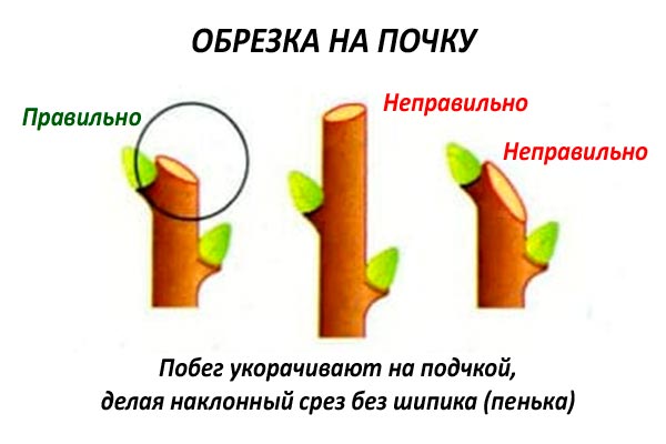 Обрезка на почку