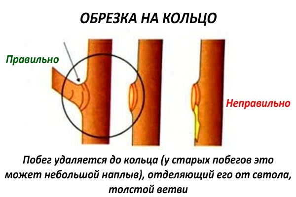 Обрезка на кольцо