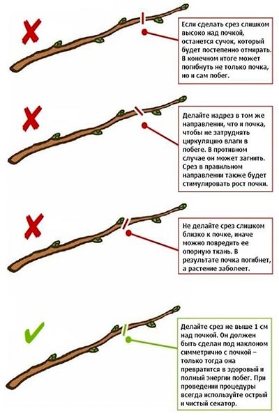 Обреза почки у ветки весной