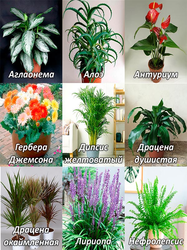 Разные растения – очистители воздуха