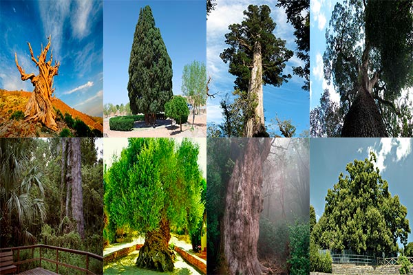 8 самых старых деревьев в мире