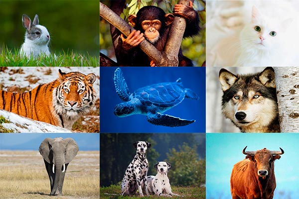 Талисманы животных и, что символизирует каждое животное?
