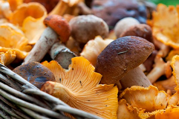 Употребление этого продукта снижает риск рака