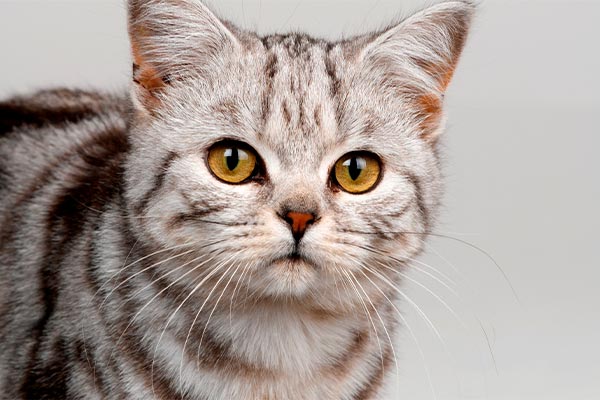 Кошка